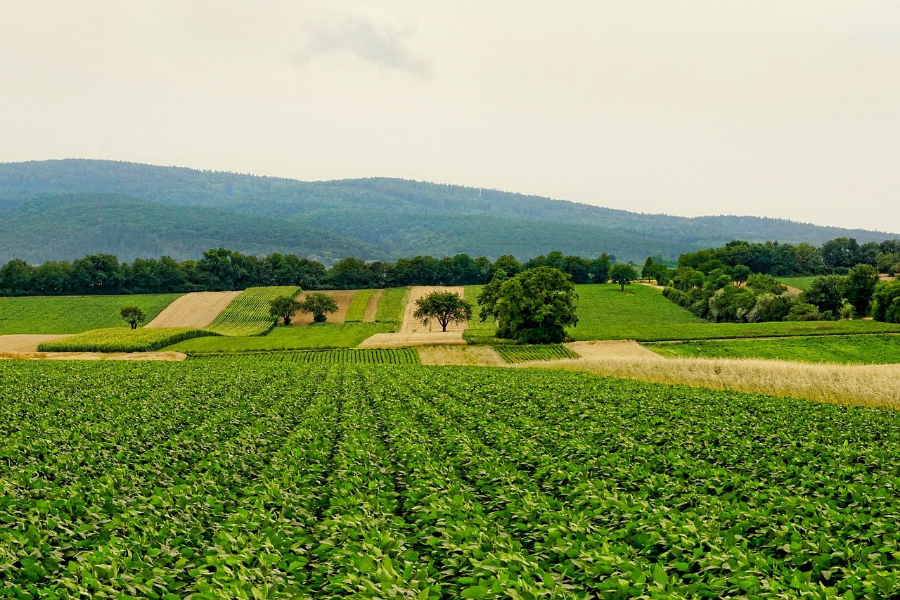 The History of Food - Culinary Traditions Through the Ages